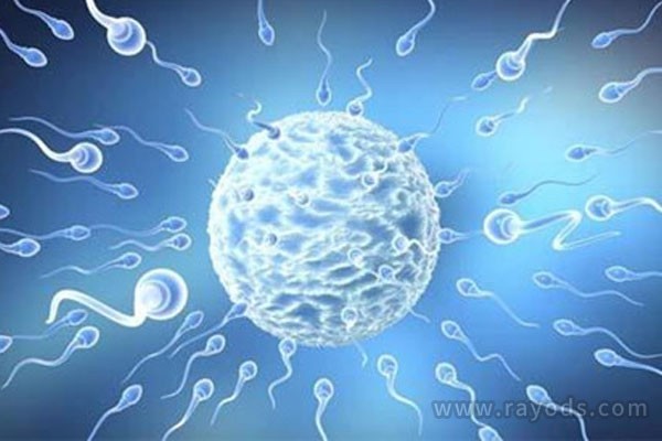 试管婴儿囊胚的成功率是多少？